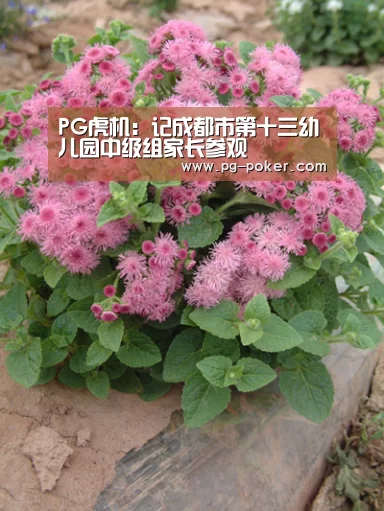 PG虎机：记成都市第十三幼儿园中级组家长参观